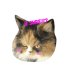 soimhadupet（個別スタンプ：14）