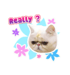 Nong Pong ＆ Kati fat cat (Eng v.)（個別スタンプ：39）