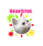 Nong Pong ＆ Kati fat cat (Eng v.)（個別スタンプ：40）
