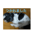 シーズ犬のチーズくん（個別スタンプ：2）