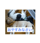 シーズ犬のチーズくん（個別スタンプ：6）