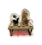 喵喵日記之對主人的愛（個別スタンプ：4）