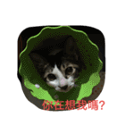 喵喵日記之對主人的愛（個別スタンプ：9）