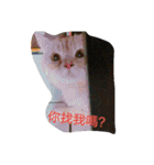 喵喵日記之對主人的愛（個別スタンプ：22）