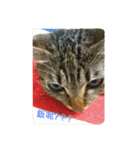 喵喵日記之對主人的愛（個別スタンプ：28）