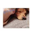 しょこらちゃん,（個別スタンプ：1）