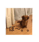 しょこらちゃん,（個別スタンプ：3）