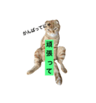 茶男（個別スタンプ：2）