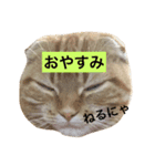 茶男（個別スタンプ：3）