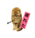茶男（個別スタンプ：7）