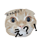 茶男（個別スタンプ：8）