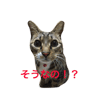 うちのにゃんこ2（個別スタンプ：4）