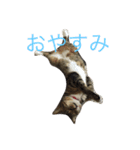 うちのにゃんこ2（個別スタンプ：8）