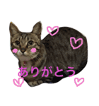 うちのにゃんこ2（個別スタンプ：10）