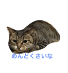 うちのにゃんこ2（個別スタンプ：12）