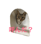 うちのにゃんこ2（個別スタンプ：14）