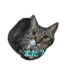 うちのにゃんこ2（個別スタンプ：16）