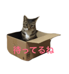 うちのにゃんこ2（個別スタンプ：23）
