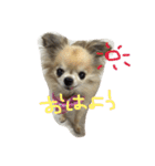 チワワちゃん77（個別スタンプ：3）