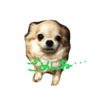 チワワちゃん77（個別スタンプ：7）