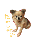 チワワちゃん77（個別スタンプ：10）