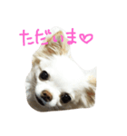 チワワちゃん77（個別スタンプ：11）