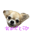 チワワちゃん77（個別スタンプ：14）