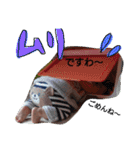息子百面相（個別スタンプ：17）