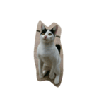 Cimonk（個別スタンプ：1）