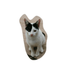 Cimonk（個別スタンプ：2）
