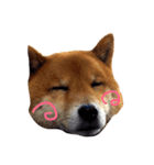 まるちゃんとやまちゃん（個別スタンプ：1）