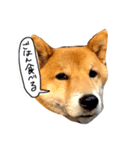 まるちゃんとやまちゃん（個別スタンプ：5）