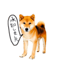 まるちゃんとやまちゃん（個別スタンプ：7）