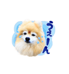 可愛い可愛いあんずスタンプ（個別スタンプ：12）