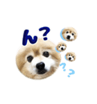 可愛い可愛いあんずスタンプ（個別スタンプ：14）