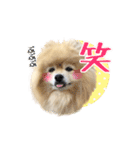 可愛い可愛いあんずスタンプ（個別スタンプ：16）