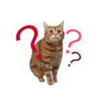 猫のなすとツナのスタンプ（個別スタンプ：1）