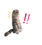猫のなすとツナのスタンプ（個別スタンプ：2）