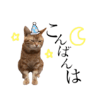 猫のなすとツナのスタンプ（個別スタンプ：5）