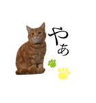 猫のなすとツナのスタンプ（個別スタンプ：6）