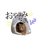 猫のなすとツナのスタンプ（個別スタンプ：7）