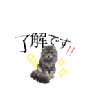 猫のなすとツナのスタンプ（個別スタンプ：9）