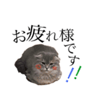 猫のなすとツナのスタンプ（個別スタンプ：10）