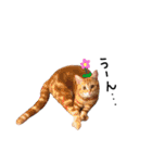 猫のなすとツナのスタンプ（個別スタンプ：11）