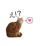 猫のなすとツナのスタンプ（個別スタンプ：12）