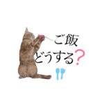 猫のなすとツナのスタンプ（個別スタンプ：14）