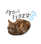 猫のなすとツナのスタンプ（個別スタンプ：21）