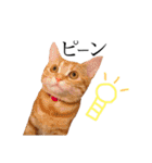 猫のなすとツナのスタンプ（個別スタンプ：26）