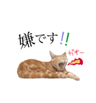 猫のなすとツナのスタンプ（個別スタンプ：30）