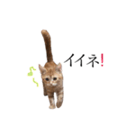 猫のなすとツナのスタンプ（個別スタンプ：31）